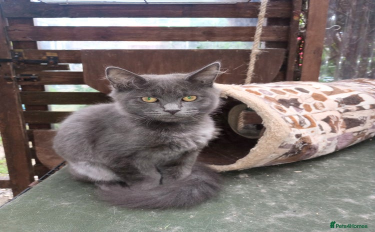 Maine Coon cats for sale - Advert 2