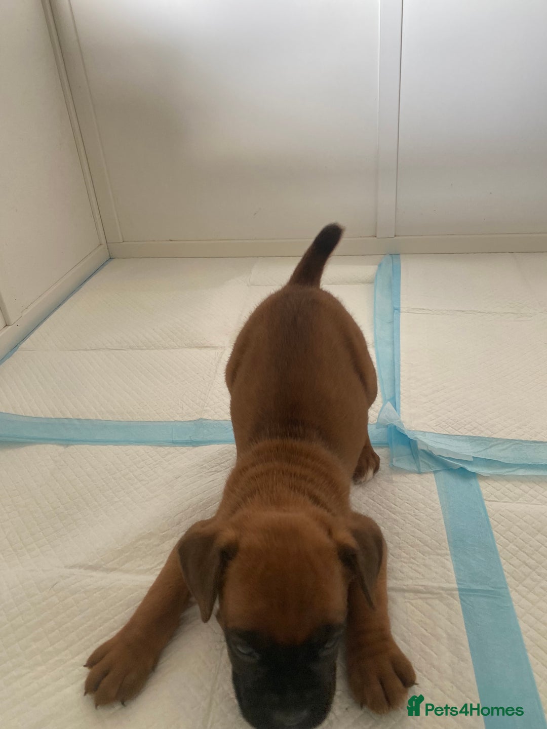 Boxer dogs for sale: Stunning Bob and long tail litter - Image 12