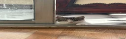 Mixed Breed cats for sale: Gorgeous tabby and white kittens🤍🐾 in Enfield - Advert 8