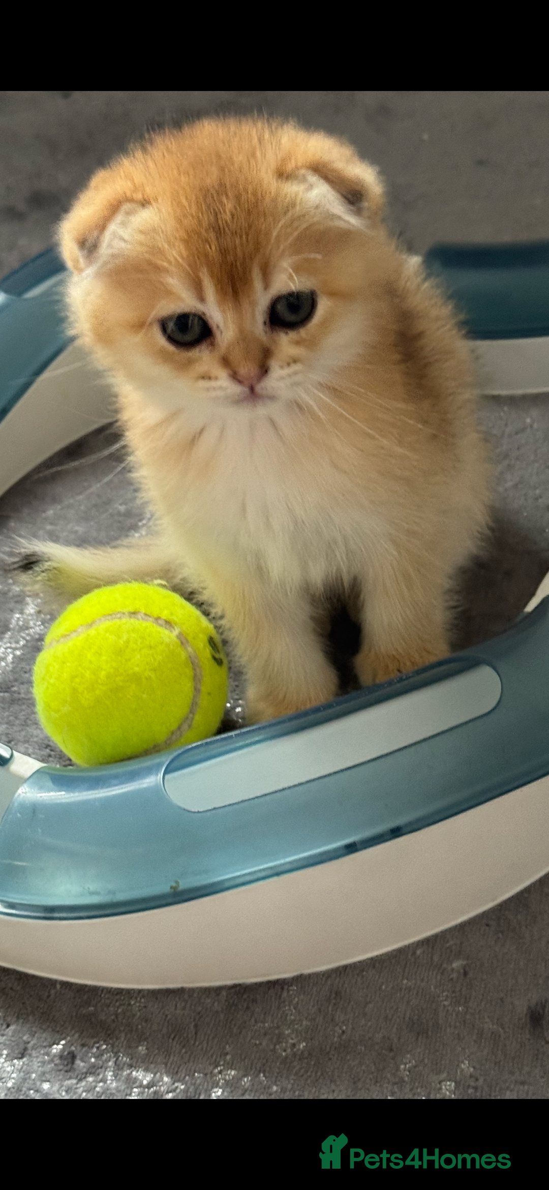 Scottish Fold cats for sale: purebred kittens Gold Scottish Fold Chinchilla - Image 12
