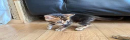 Bengal cats for sale: Stunning Bengal Kittens in London - Advert 10