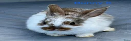 Mini Lop rabbits for sale: Mini lop bunnies - Advert 15