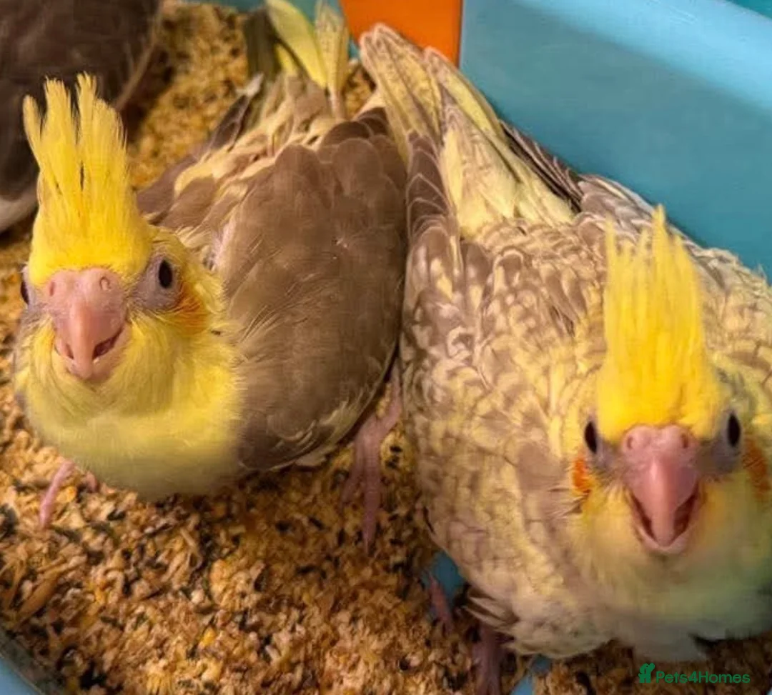 Cockatiels birds for sale: Beautiful sister cockatiels (Jazmín & Bella) in Hull - Advert 2