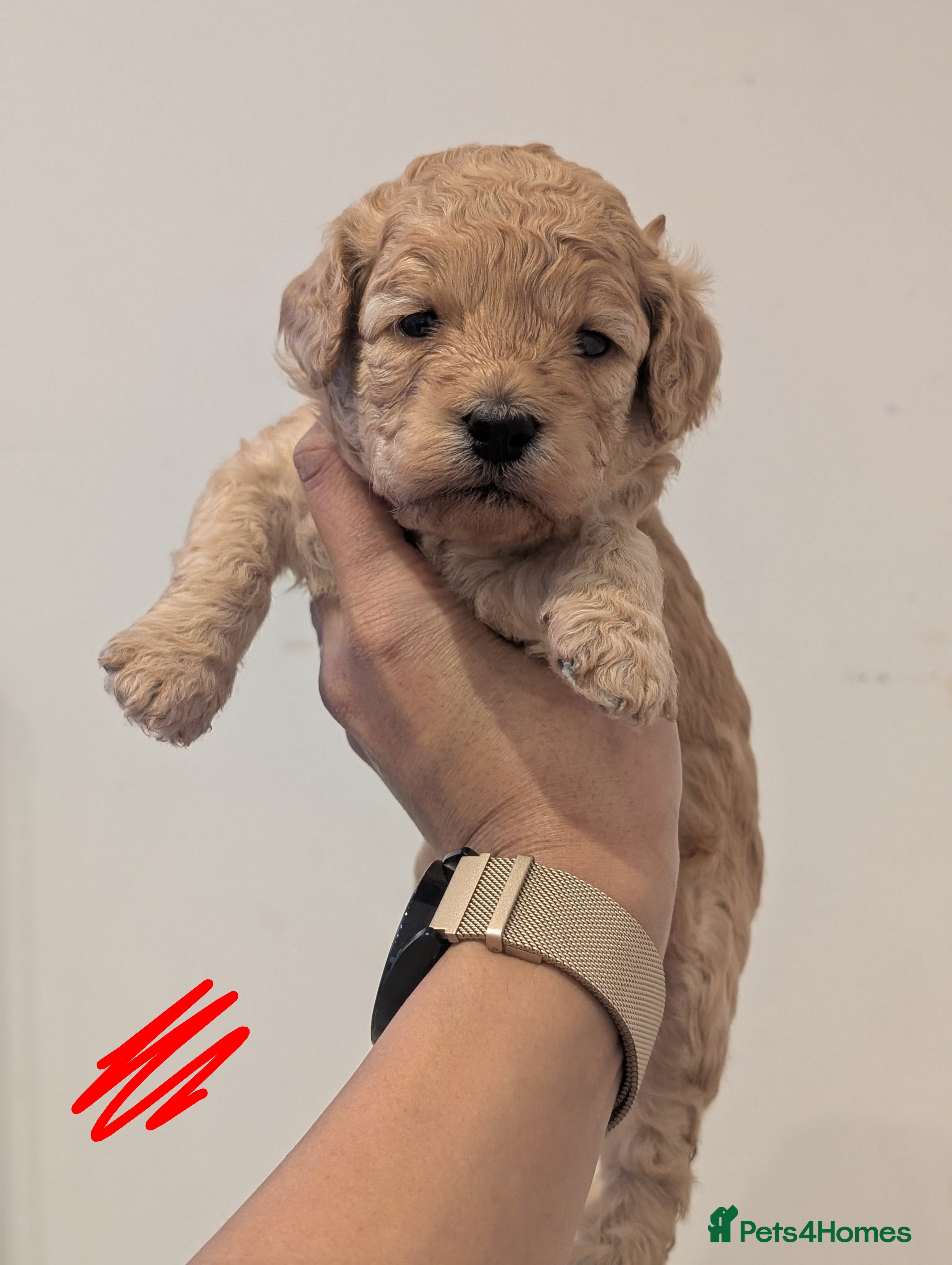 Goldendoodle dogs Miniature goldendoodle puppies   - Advert 11