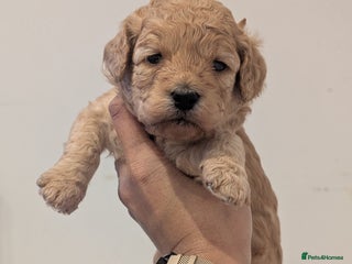 Goldendoodle dogs Miniature goldendoodle puppies - Advert 11