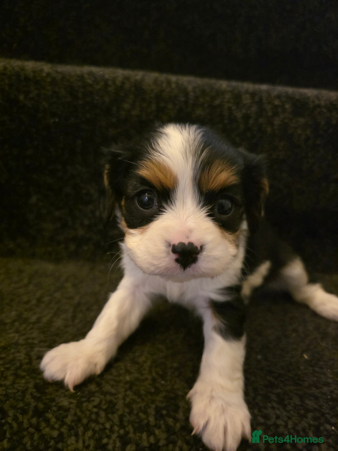 Cavalier King Charles Spaniel dogs for sale: Cavalier King Charles puppies  - Advert 8