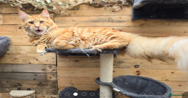 Maine Coon cats - Advert 5