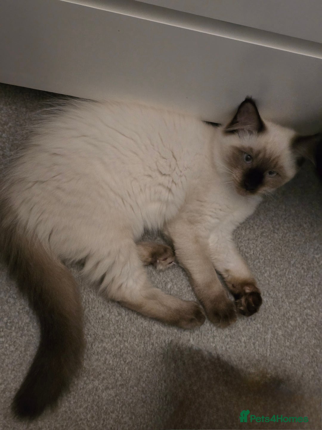 Maine Coon cats for sale: Maine Coon /Ragdoll Cross - Image 14