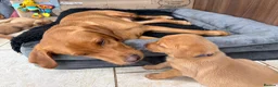 Labrador Retriever dogs for sale: Beautiful fox red KC registered litter in Bristol - Advert 7