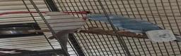 Ringnecks birds for sale: Male Indian ringneck and cage for sale  - Advert 1