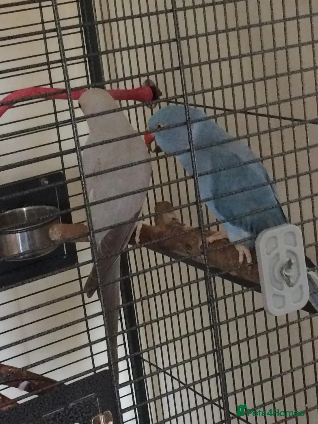Ringnecks birds for sale: Male Indian ringneck and cage for sale  - Advert 1