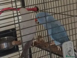 Ringnecks birds Male and female Indian ringnecks for sale - Advert 7