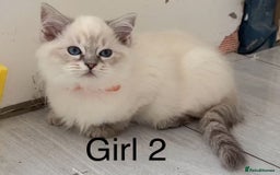 Ragdoll cats for sale: 6 Randall kittens  - Image 6