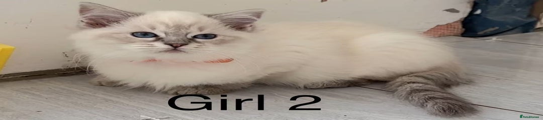 Ragdoll Kitten 6