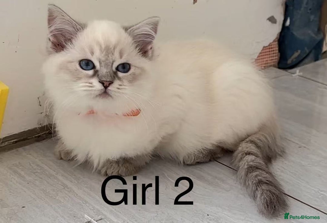 Ragdoll cats for sale: 6 Randall kittens  - Image 6