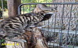 Mixed Breed cats for sale: Maine Coon X Kittens  in Coventry - Image 7