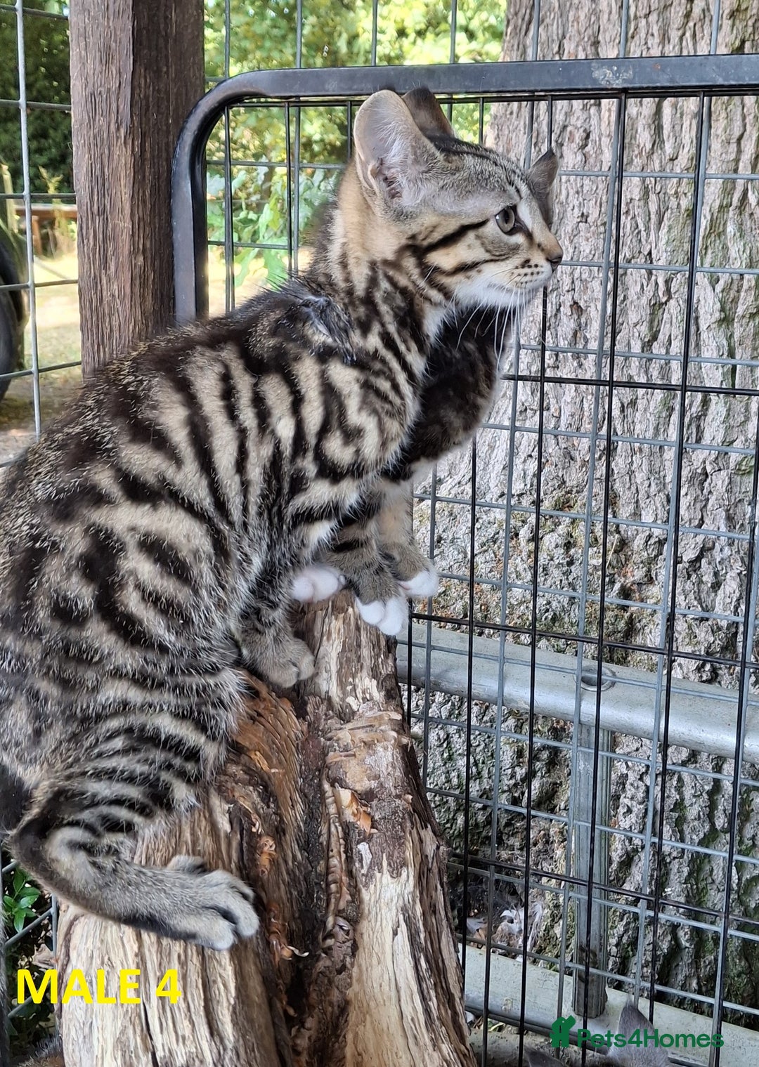 Mixed Breed cats for sale: Maine Coon X Kittens  in Coventry - Image 7