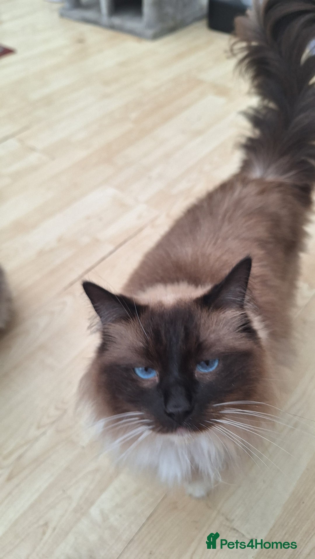 Ragdoll cats for sale: 2 4 years old ragdolls  - Advert 2