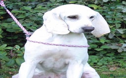 Mixed Breed dogs for sale: Rare Porcelaine Hound Puppies - Image 7