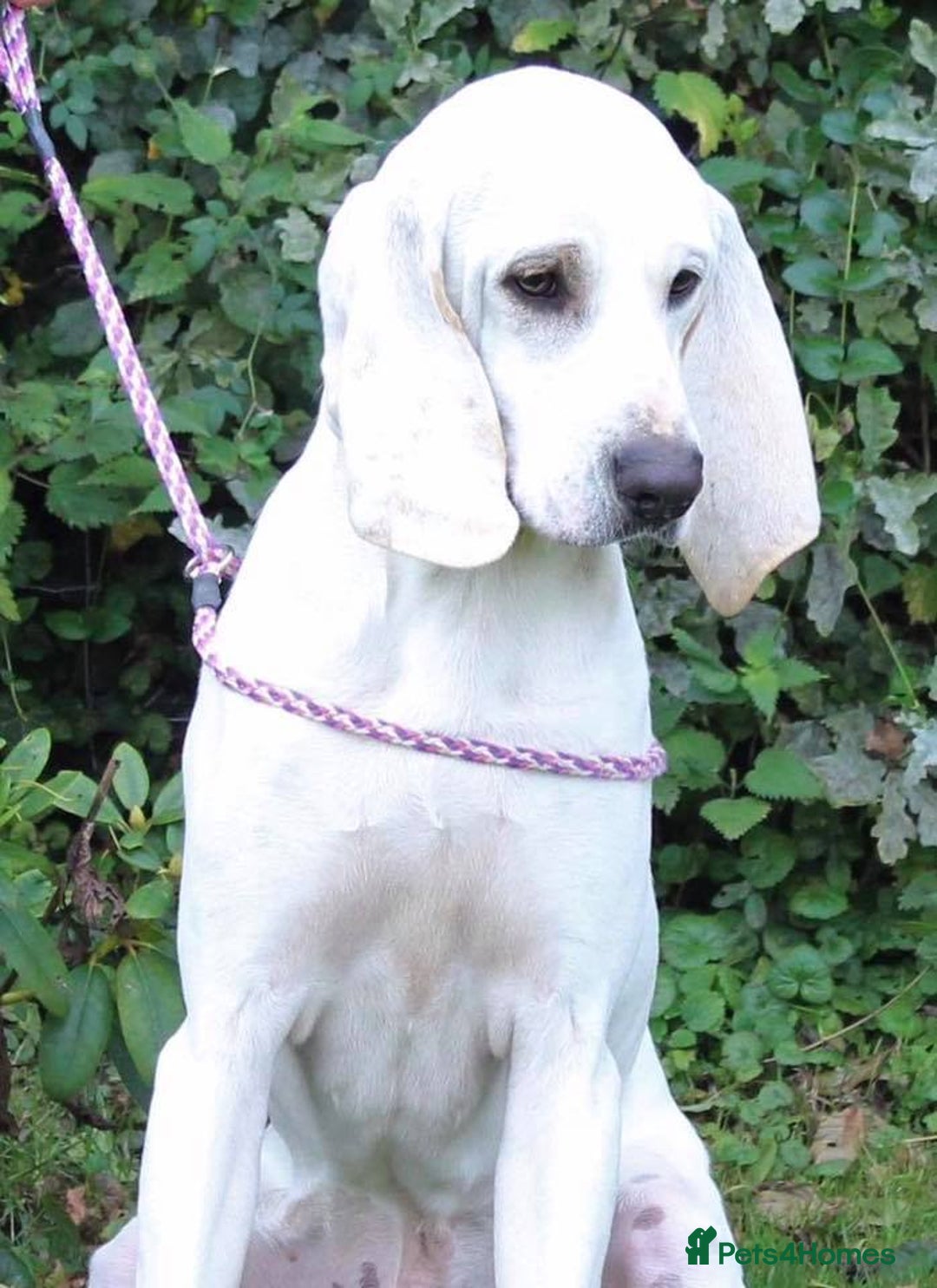 Mixed Breed dogs for sale: Rare Porcelaine Hound Puppies - Image 7