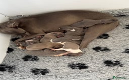 Whippet dogs for sale: OUTSTANDING PRESTIGIOUS LAGUNA BLUE WHIPPETS! KC - Image 2