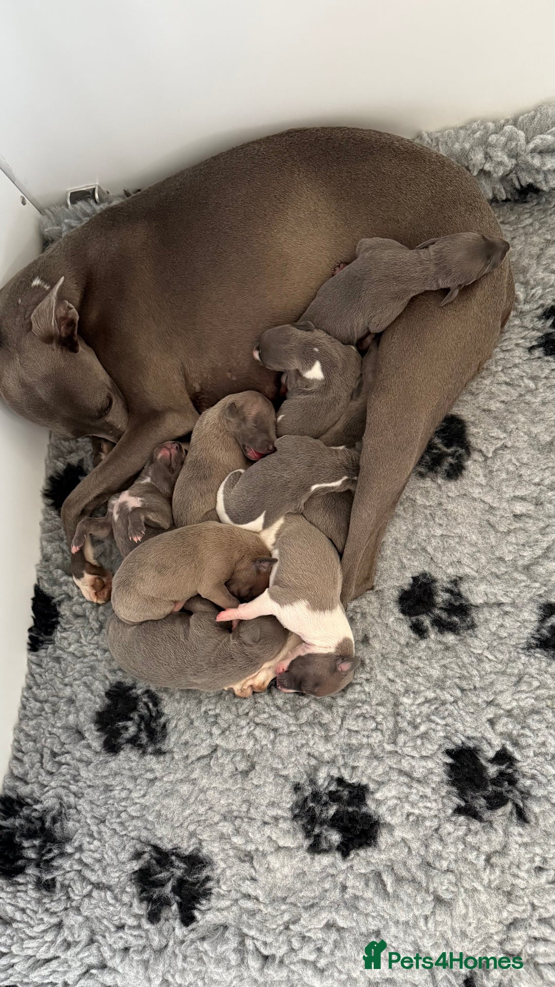 Whippet dogs for sale: OUTSTANDING PRESTIGIOUS LAGUNA BLUE WHIPPETS! KC - Image 2
