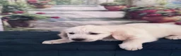 Golden Retriever dogs for sale: Beautiful Golden Retriever puppies - Advert 10