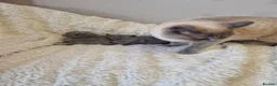 British Shorthair cats for sale: Beautiful British shorthair kittens to reserve  - Advert 5