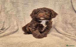 Cockapoo dogs for sale: Stunning Toy Cockapoos - Ready Now  - Image 3
