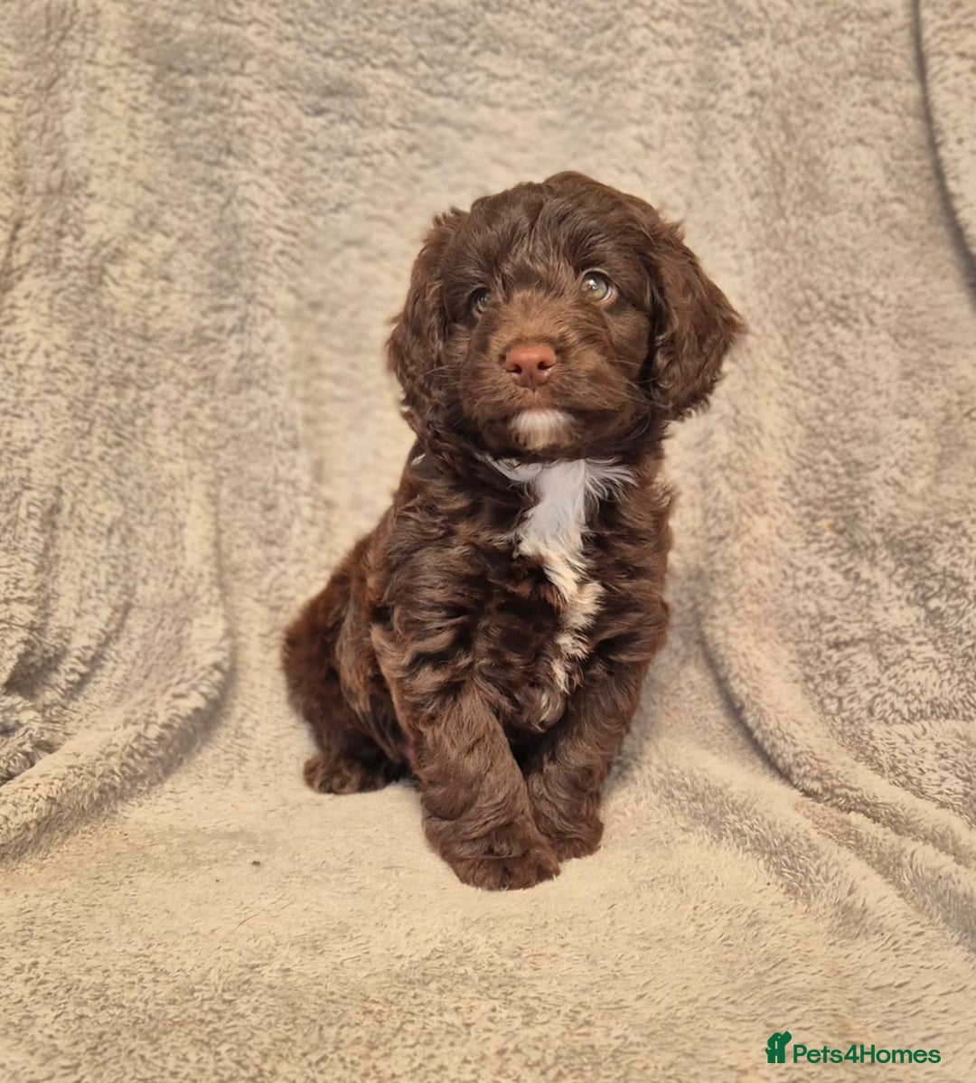 Cockapoo dogs for sale: Stunning Toy Cockapoos - Ready Now  - Image 3