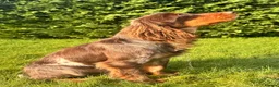 Cocker Spaniel dogs for sale: KC registered Blue roan WCS in York - Advert 11