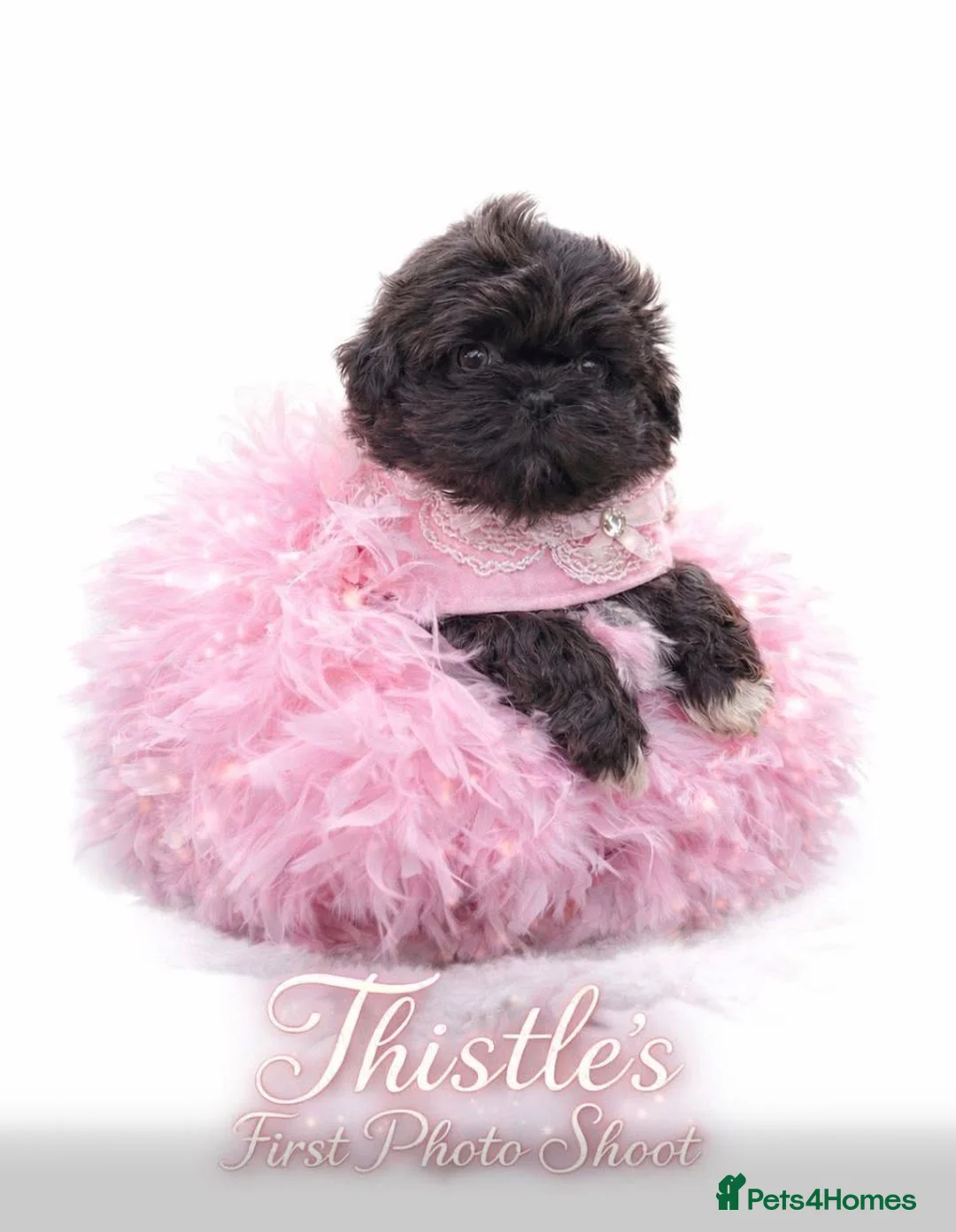 Shih Tzu dogs for sale: KC Health Tested Female - Keeper Originally  - Advert 5