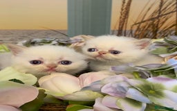 Persian cats for sale: Exotic persians  - Image 2