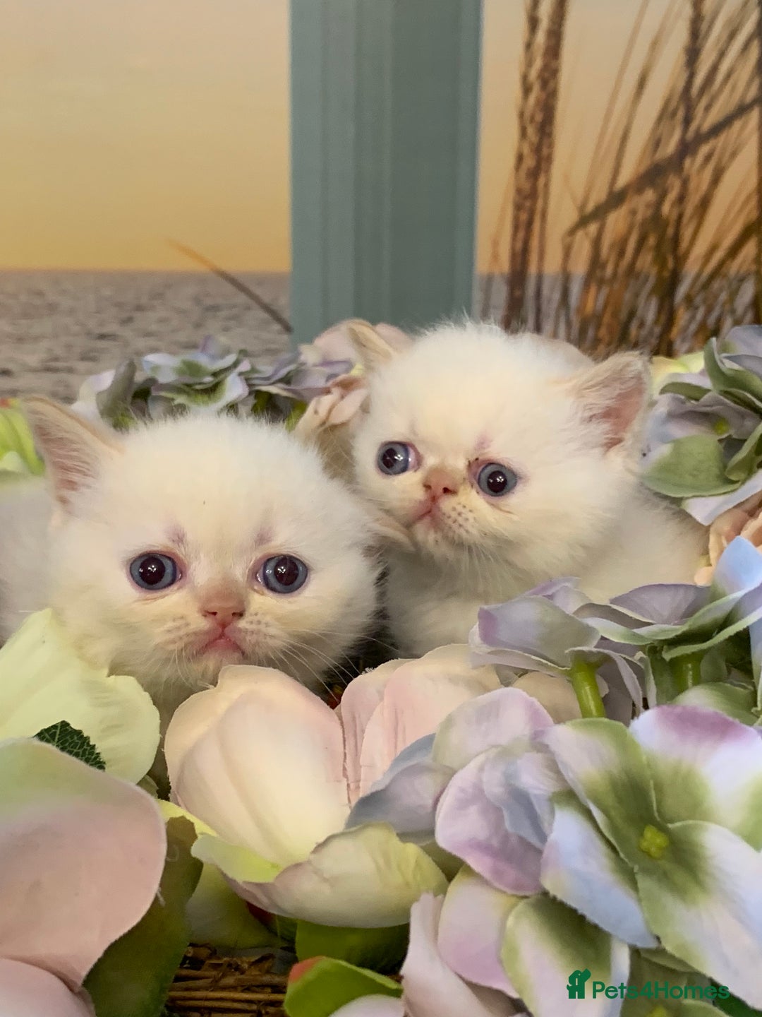 Persian cats for sale: Exotic persians  - Image 2