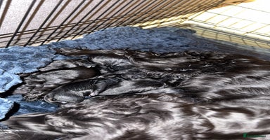 Cocker Spaniel dogs - Advert 12