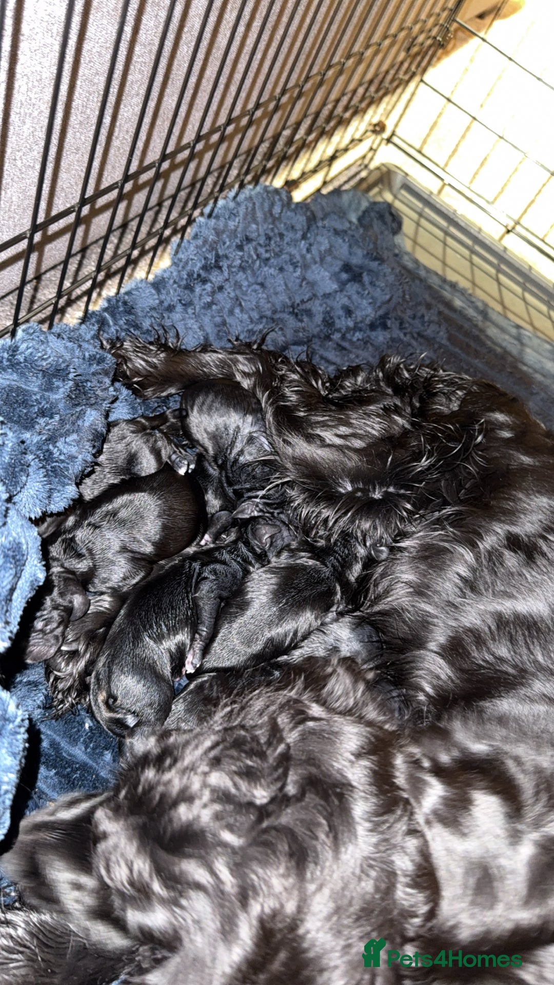 Cocker Spaniel dogs for sale: 8 beautiful cocker spaniel puppies - Image 3