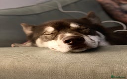 Siberian Husky dogs for sale: Siberian Husky - Advert 9