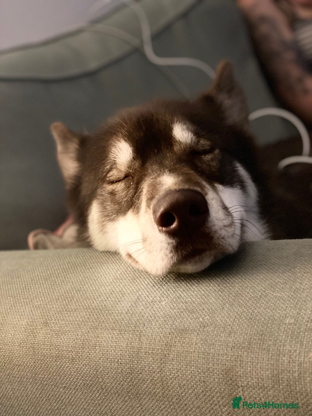 Siberian Husky dogs for sale: Siberian Husky - Advert 9