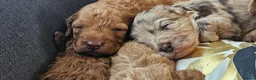 Cockapoo dogs for sale: F2B Merle Cockapoo Puppies - Girls & Boys - Advert 29