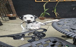 Dalmatian dogs for sale: Male Dalmatian named Griffin  - Image 3