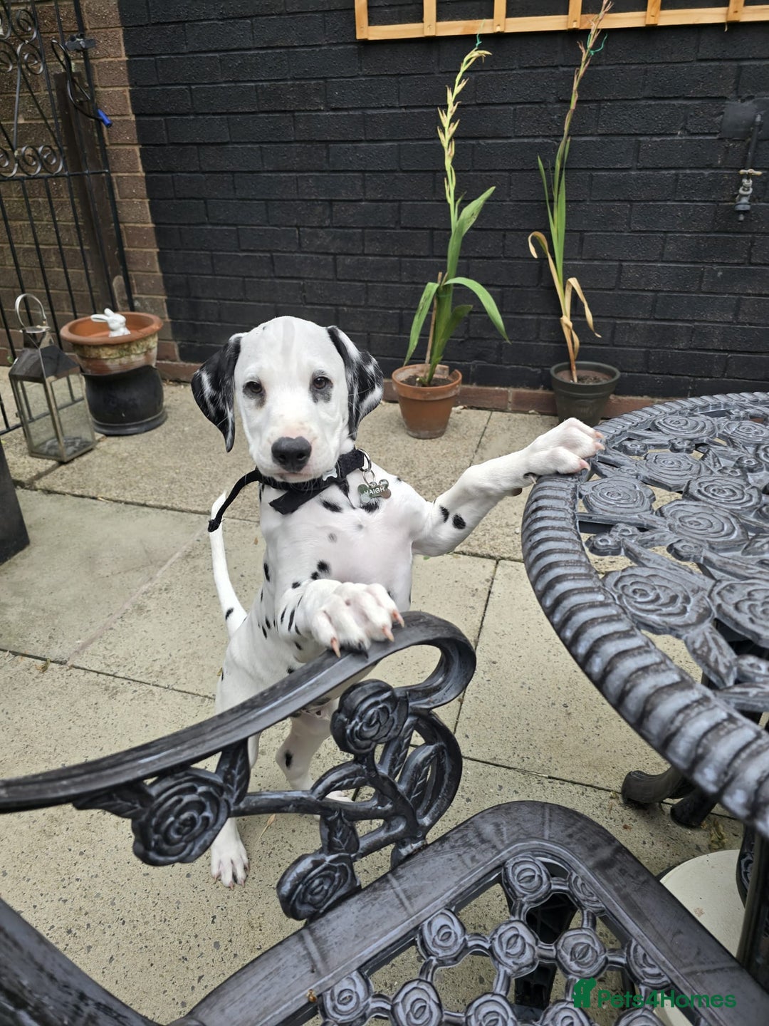 Dalmatian dogs for sale: Male Dalmatian named Griffin  - Image 3