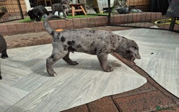 Mixed Breed dogs for sale: HARLEQUINN CANE CORSO X AMERICAN BULLDOGGE - Image 15
