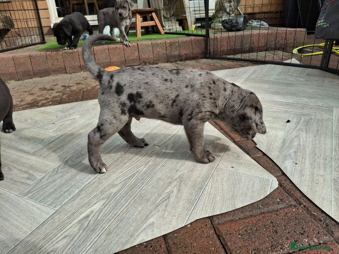 Mixed Breed dogs for sale: HARLEQUINN CANE CORSO X AMERICAN BULLDOGGE - Image 15