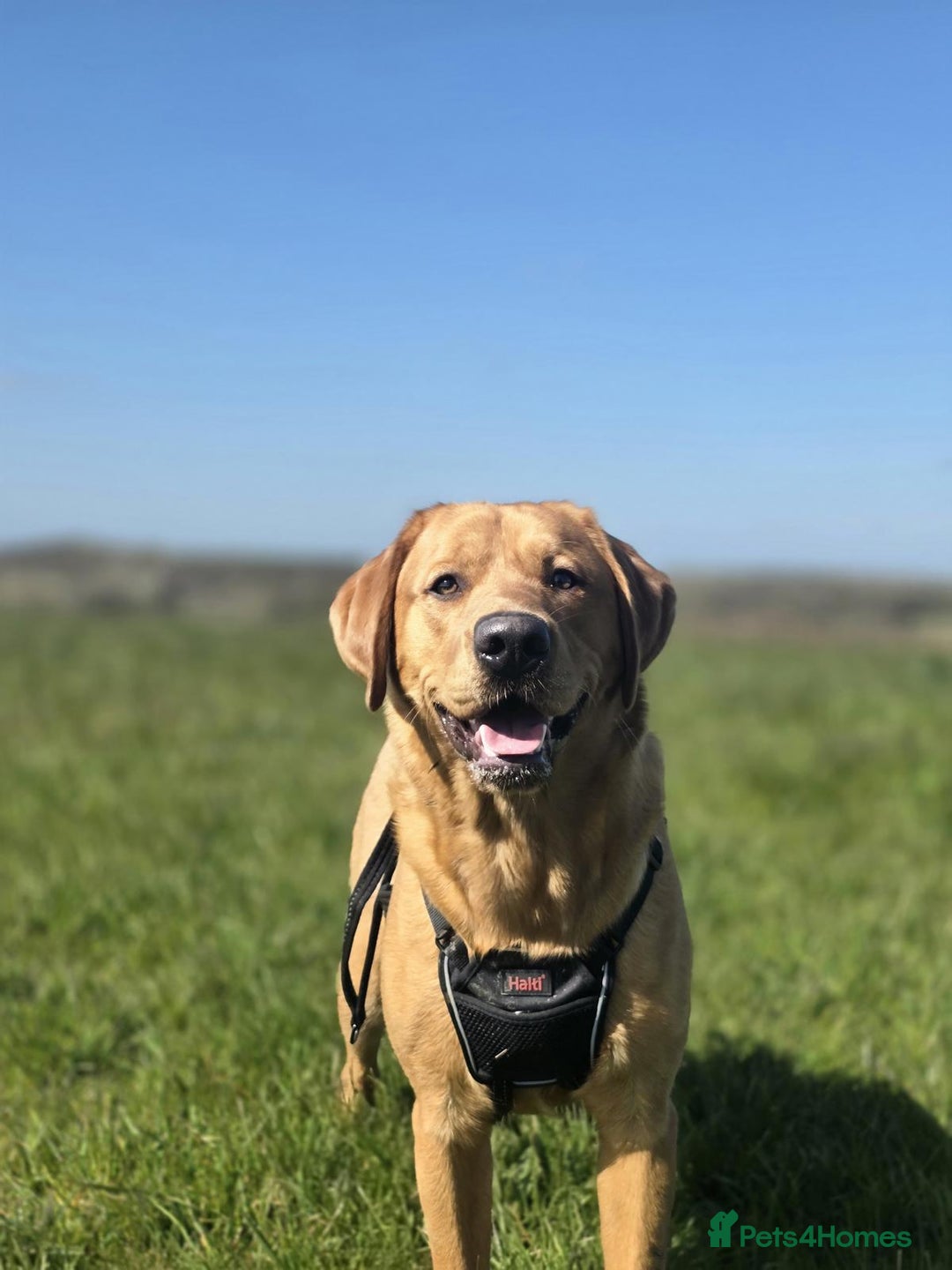 Goldador dogs for stud: STUD - Handsome Goldador  - Advert 3