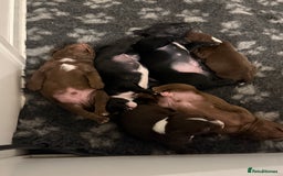 Mixed Breed dogs for sale: Frocks  - Image 5