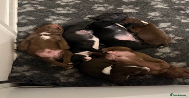 Mixed Breed dogs - Advert 12