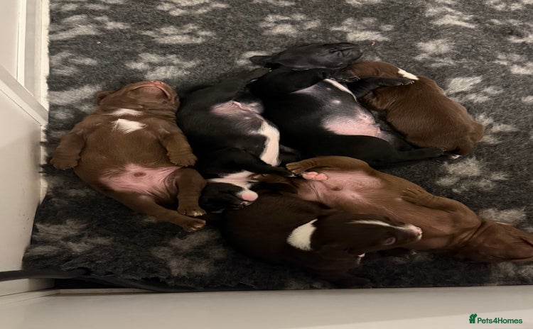 Mixed Breed dogs - Advert 6