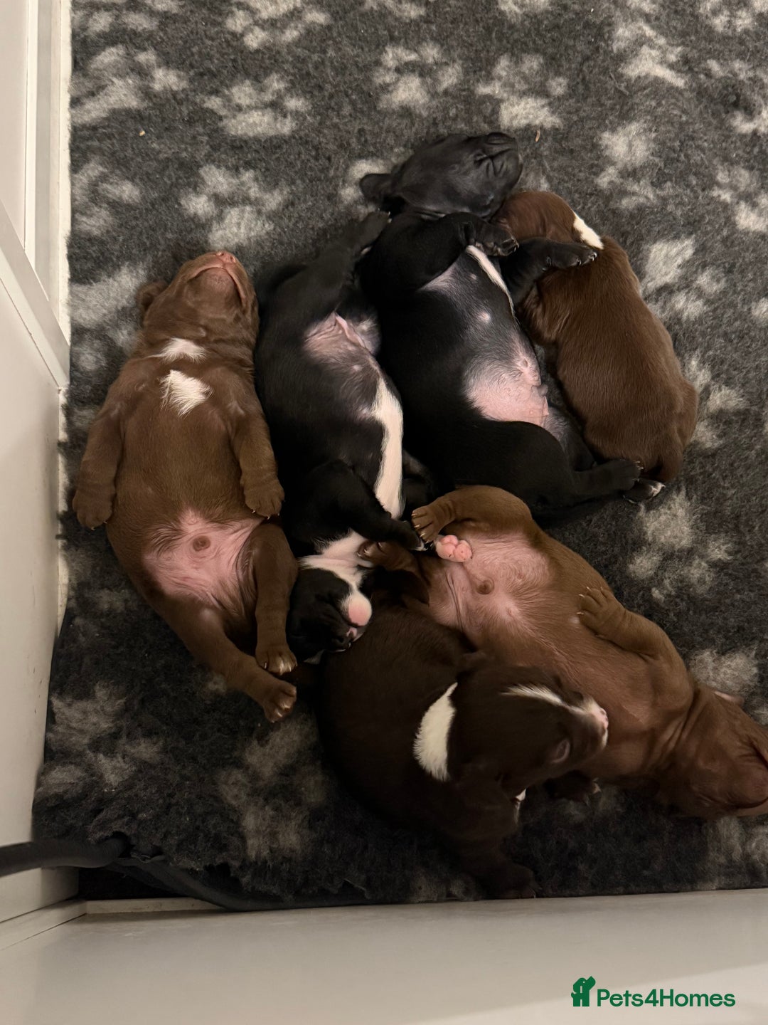 Mixed Breed dogs for sale: Frocks  - Image 5