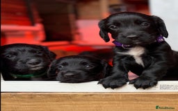 Cocker Spaniel dogs for sale: KC REG Cocker Spaniels - Image 13