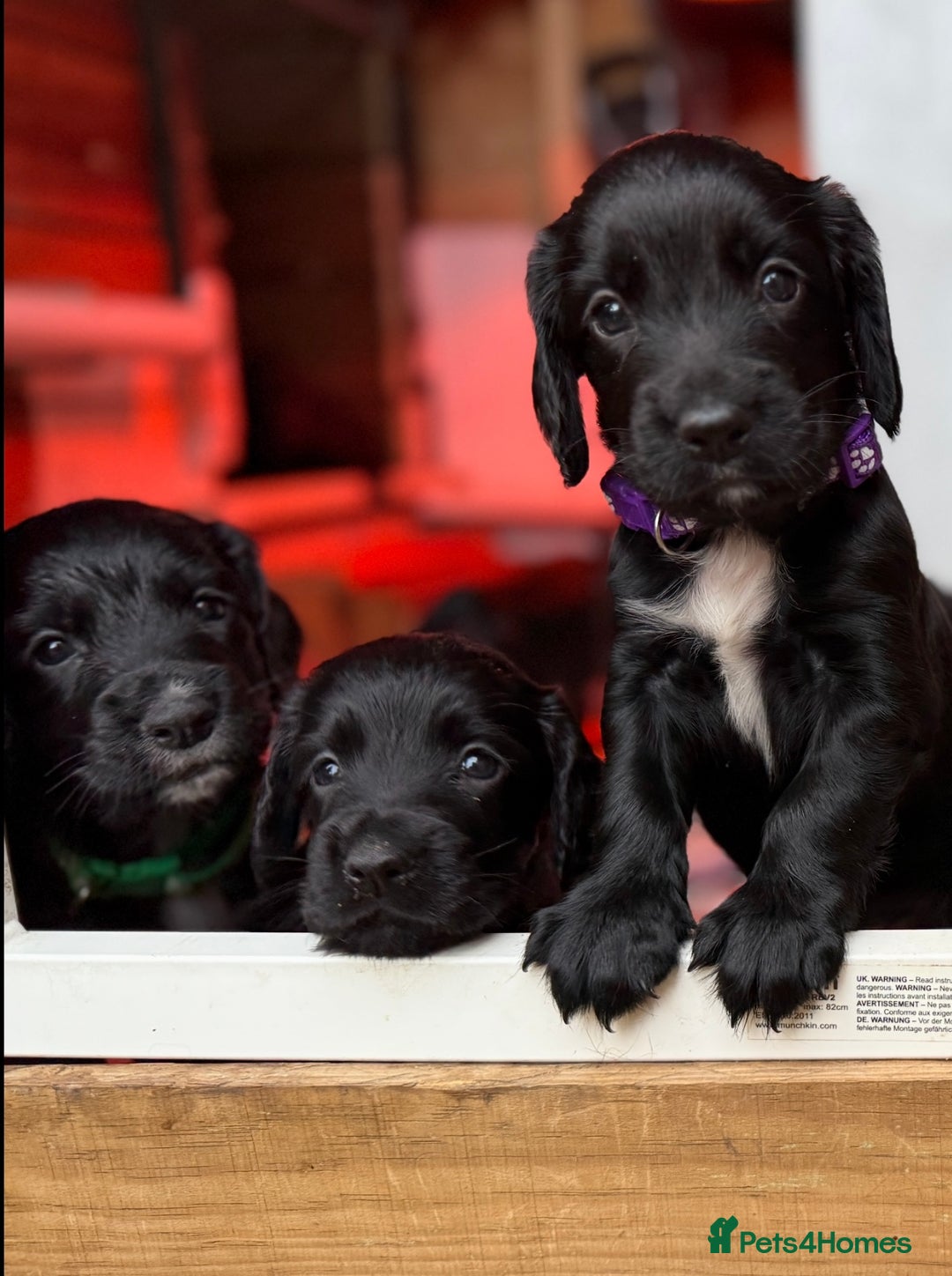 Cocker Spaniel dogs for sale: KC REG Cocker Spaniels - Image 13
